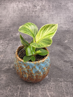Philodendron White Measure mini