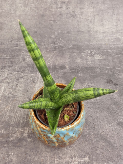 Sansevieria Cylindrica hvězda mini