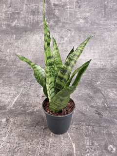 Sansevieria Black Coral 7 cm