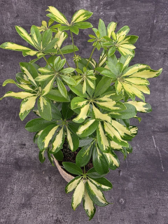 Schefflera Gerda
