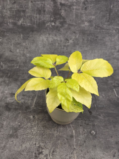 Schefflera arboricola ‘Gold Capella’