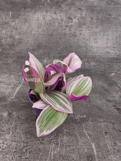 Tradescantia Albiflora Nanouk mini