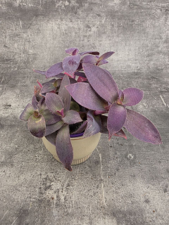 Tradescantia Pallida