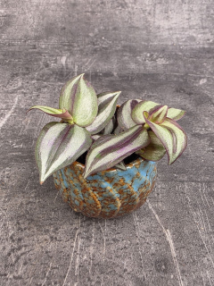 Tradescantia Zebrina mini