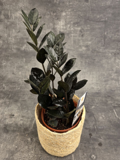 Zamioculcas Raven