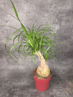 Nolina M Beaucarnea XL