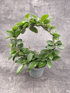 Hoya Mathilde na kruhu