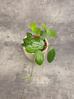 Hoya Vangviengiensis
