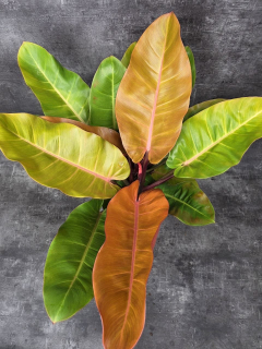Philodendron Princ of Orange XXL