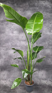 Strelitzia Nicolai 160 cm