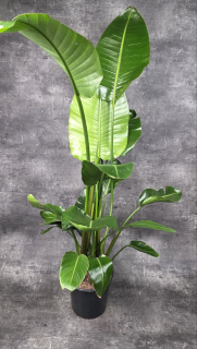 Strelitzia Nicolai 4 rostliny v 1