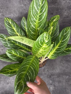 Aglaonema Golden Madonna XXL
