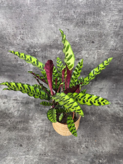 Calathea lancifolia XL