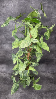 Syngonium Mottled XXL