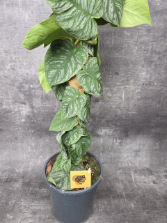 Monstera Dubia Juveniel XL