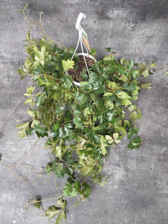 Cissus Rhombifolia Ellen Danica závěs