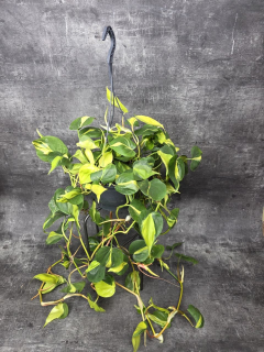 Philodendron Scandens Brasil závěs XXL