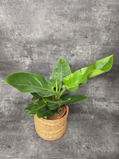 Philodendron Imperial Green, vhodný pro ty co zapomínají zalévat