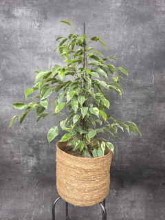 Ficus Golden King