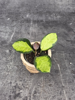 Hoya Australis Trikolor mini