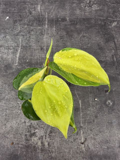 Philodendron Scandens Brasil mini