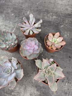 Echeveria více tvarů