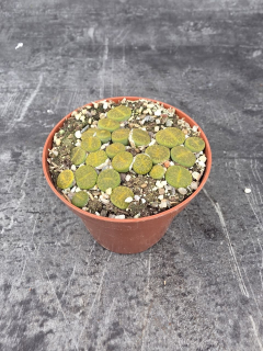 Lithops drobný do zelena