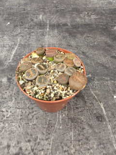 Lithops drobný do růžova