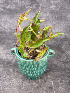 Begonia Ambhioxus