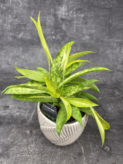 Dracaena Surculosa Mike