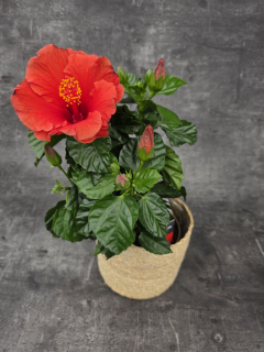 Hibiscus červené květy