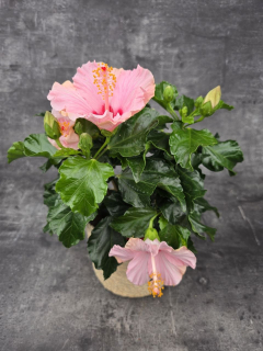 Hibiscus růžové květy