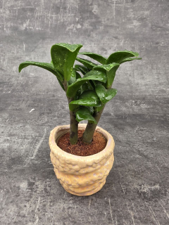 Zamioculcas Zamiifolia Zenzi mini