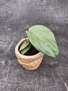Monstera Amydrium mini