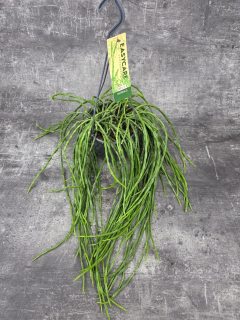 Rhipsalis Paradoxa závěs 