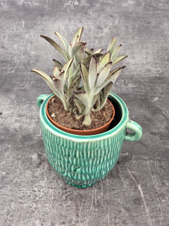 Kalanchoe Tomentosa Chocolate