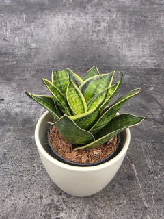 Sansevieria Hahnii Superba