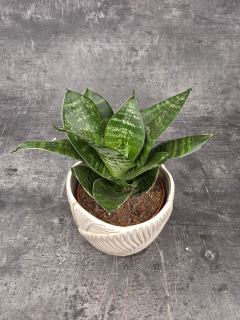 Sansevieria trifasciata 