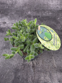 Delosperma Echinatum