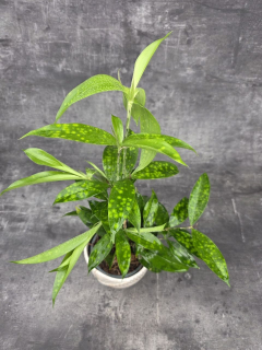 Dracaena Surculosa 