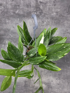 Philodendron Cobra závěs