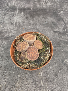 Lithops Leslei sukulent 8,5 cm