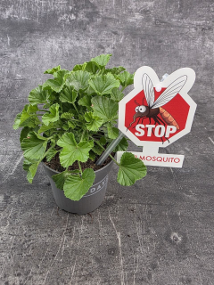 Pelargonium graveolens 'Mosquito'
