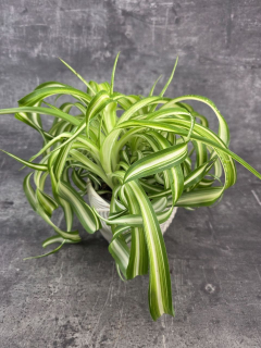 Chlorophytum Comosum žíhané Bonnie