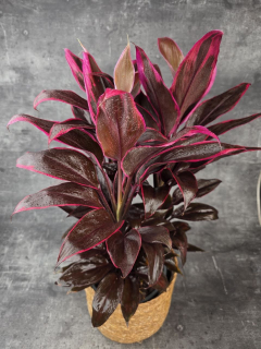 Cordyline Fruticosa Mambo XXL