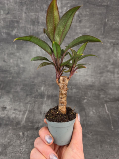 Cordyline Fruticosa mini