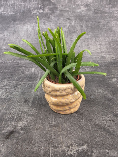 Lepismium Bolivianum mini
