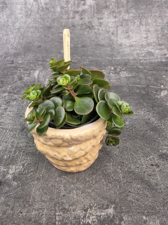 Sedum Makinoi Kosmosje Tornado mini