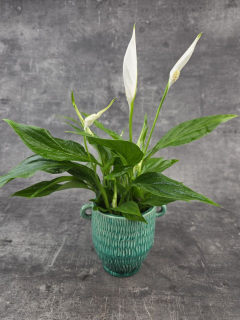 Spathiphyllum Pearl Cupido 9 cm