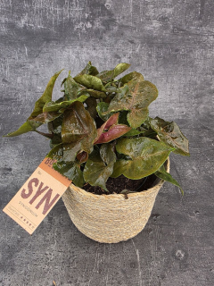 Syngonium Maria